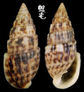貓耳塔螺 Otopleura auriscati 1