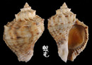 角皺岩螺 Rapana venosa pechiliensis 2