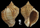 角皺岩螺 Rapana venosa pechiliensis 3