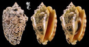粗瘤鳳凰螺 Strombus lentiginosus 2