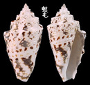 粗瘤鳳凰螺 Strombus lentiginosus 4