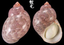 帝雉螺 Phasianella ventricosa 1
