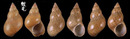 花雉螺 Phasianella variegata 1