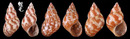 花雉螺 Phasianella variegata 3