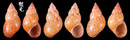 花雉螺 Phasianella variegata 4