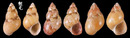 花雉螺 Phasianella variegata 5