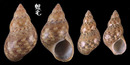 花雉螺 Phasianella variegata 6