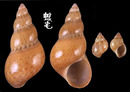 花雉螺 Phasianella variegata 7