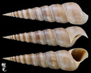 佛塔錐螺 Turritella duplicata 1