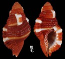豔紅美法螺 Cymatium rubeculum 3