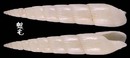 磨筍螺 Hastula albula 2