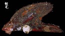 皮亞氏鶯蛤 Pteria peasei 3