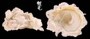 粗糙綴殼螺Xenophora cerea 6