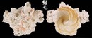 粗糙綴殼螺Xenophora cerea 7