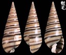 多彩環塔螺 Pyramidella dolabrata terebellum 1