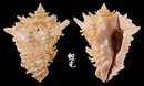 皇冠拳螺 Vasum cassiforme 1