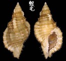 小白法螺 Cymatium mundum 1