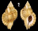 小白法螺 Cymatium mundum 2