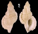 小白法螺 Cymatium mundum 3