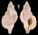 小白法螺 Cymatium mundum 4