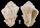 加勒比海拳螺 Vasum muricatum 1