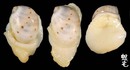 廣口白玉螺 Polinices melanostomoides 1