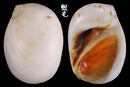 廣口白玉螺 Polinices melanostomoides 3