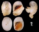廣口白玉螺 Polinices melanostomoides 4