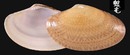 波紋橫簾蛤 Paphia undulata 3