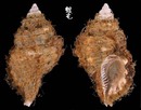 黑齒法螺 Cymatium parthenopeum 1