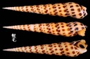 褐斑筍螺 Terebra areolata 1