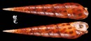 褐斑筍螺 Terebra areolata 3