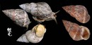 翻唇玉黍螺 Littoraria ardouiniana 1