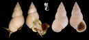 翻唇玉黍螺 Littoraria ardouiniana 2