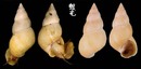 翻唇玉黍螺 Littoraria ardouiniana 3