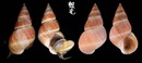 翻唇玉黍螺 Littoraria ardouiniana 4