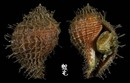 鶉法螺 Linatella cingulata 6