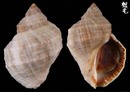 佛羅里達岩螺 Thais haemastoma floridana 1