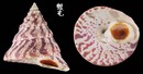 馬蹄鐘螺 Trochus niloticus maximus 3