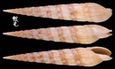 紅磚筍螺 Duplicaria raphanula 3