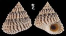 金塔玉黍螺 Tectarius coronatus 1