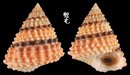 金塔玉黍螺 Tectarius coronatus 3