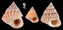 金塔玉黍螺 Tectarius coronatus 4