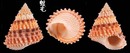 金塔玉黍螺 Tectarius coronatus 5
