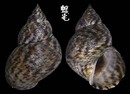 粗紋玉黍螺 Littorina scabra 1