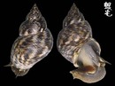 粗紋玉黍螺 Littorina scabra 2