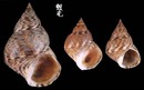 粗紋玉黍螺 Littorina scabra 5