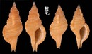 寶石法螺 Cymatium gemmatum 2