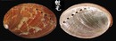九孔螺 Haliotis diversicolor 4