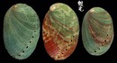 九孔螺 Haliotis diversicolor 5